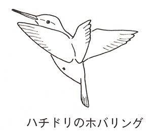 第540回 野鳥のホバリング 翆野 大地 Note