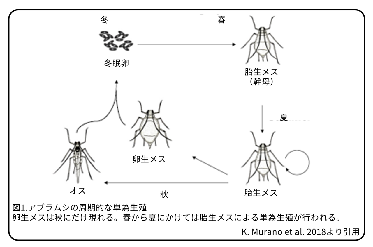 アブラムシ 画像 アブラムシ フリー 画像