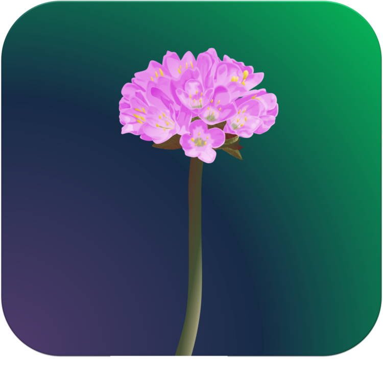 すべての花の画像 無料ダウンロードアルメリア 花 イラスト