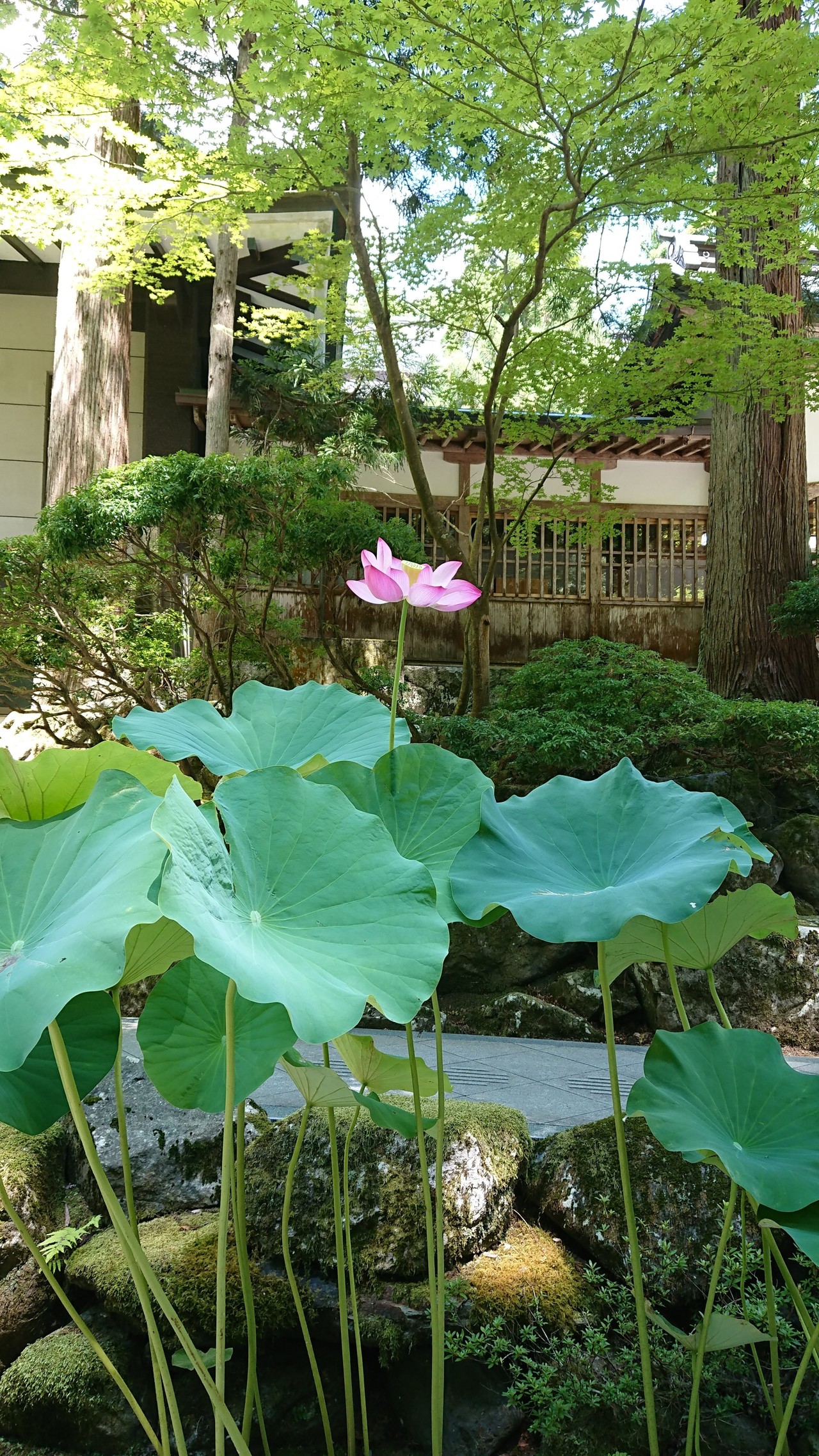 した 意味 凛と