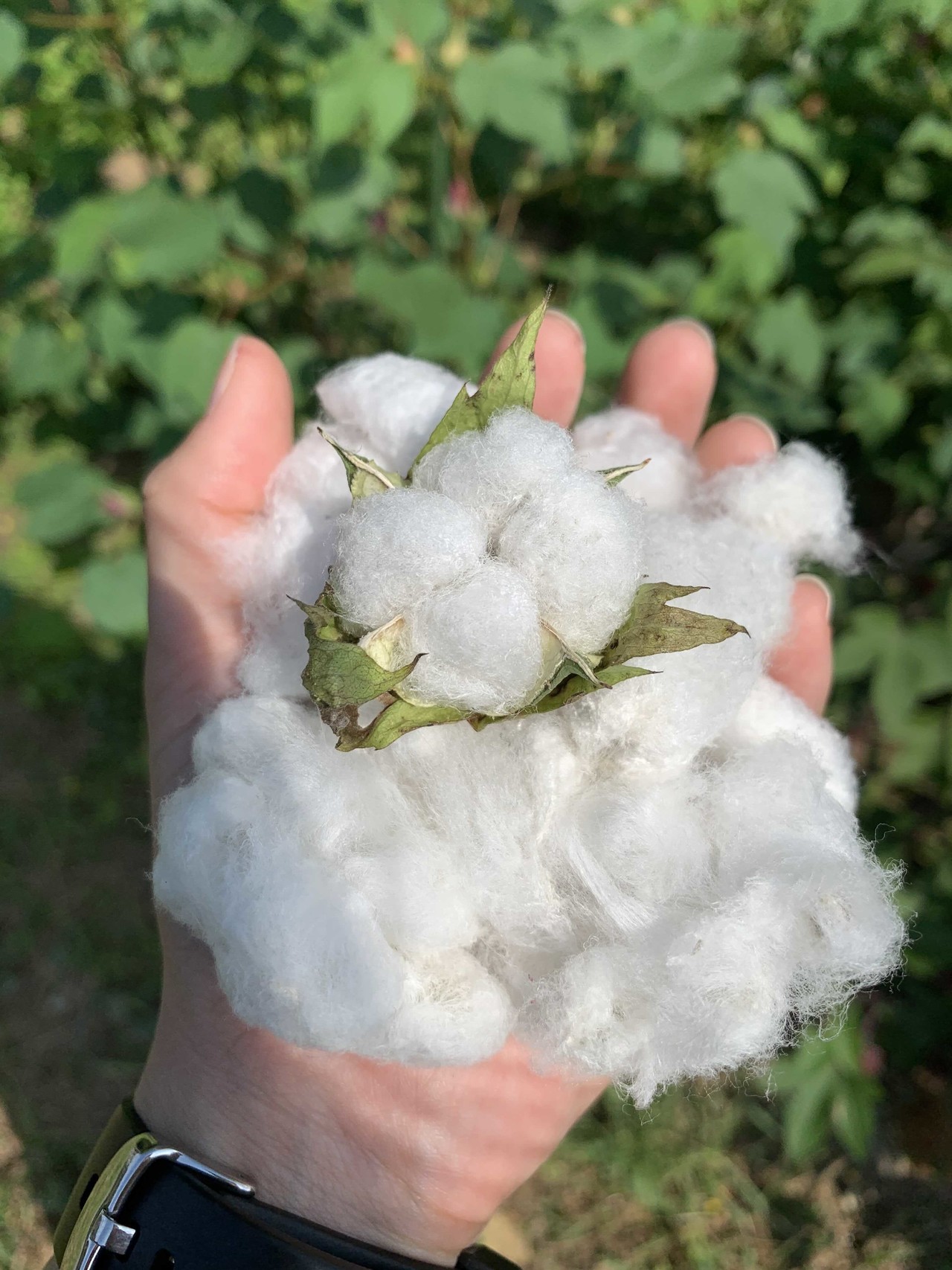 すべての美しい花の画像 ユニーク綿花 花 言葉