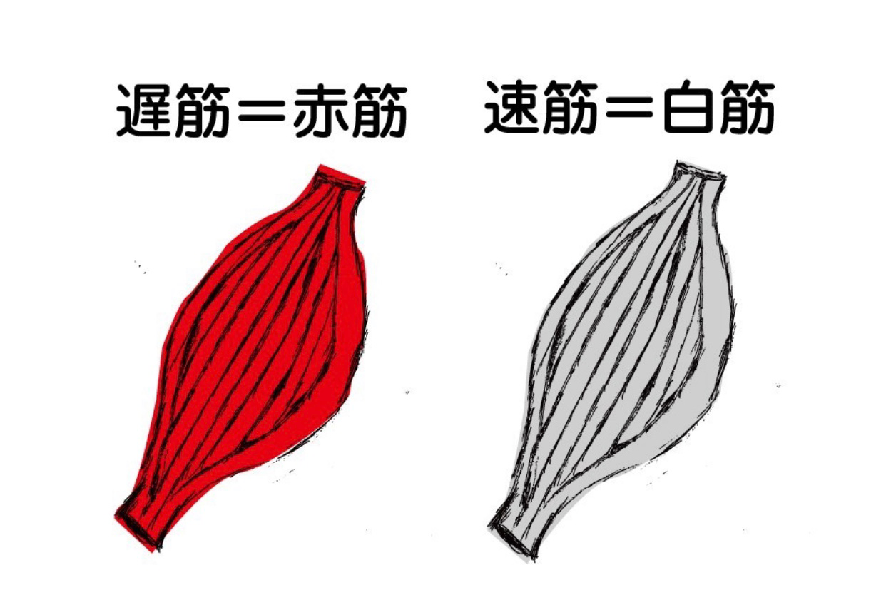 筋肉の質 南麻布fitjuku代表兼パーソナルトレーナー 比嘉 洋貴