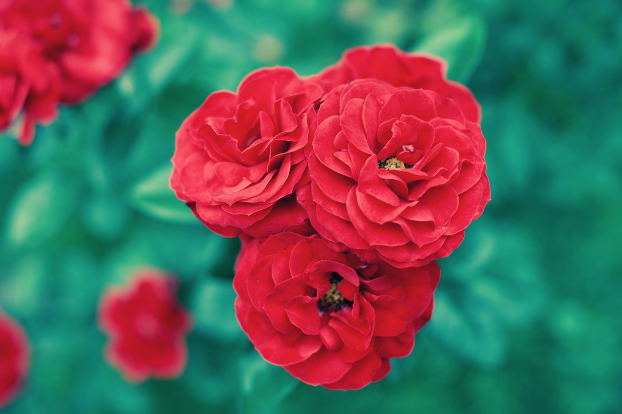 赤い花の撮影と色味調整 Scoop Kawamura Note