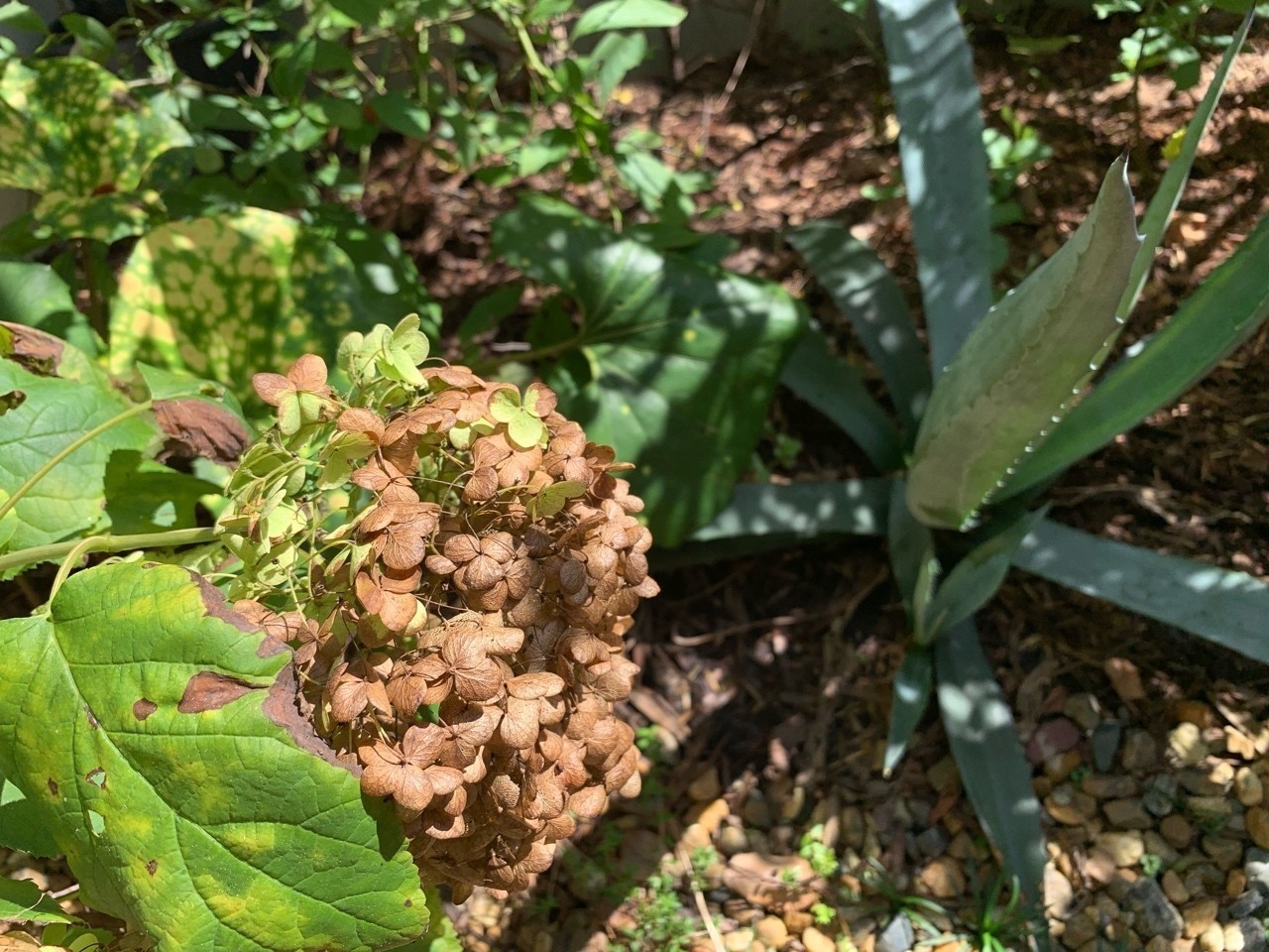 秋伸びする植物 平屋私庭日記 ２８ ライツ社