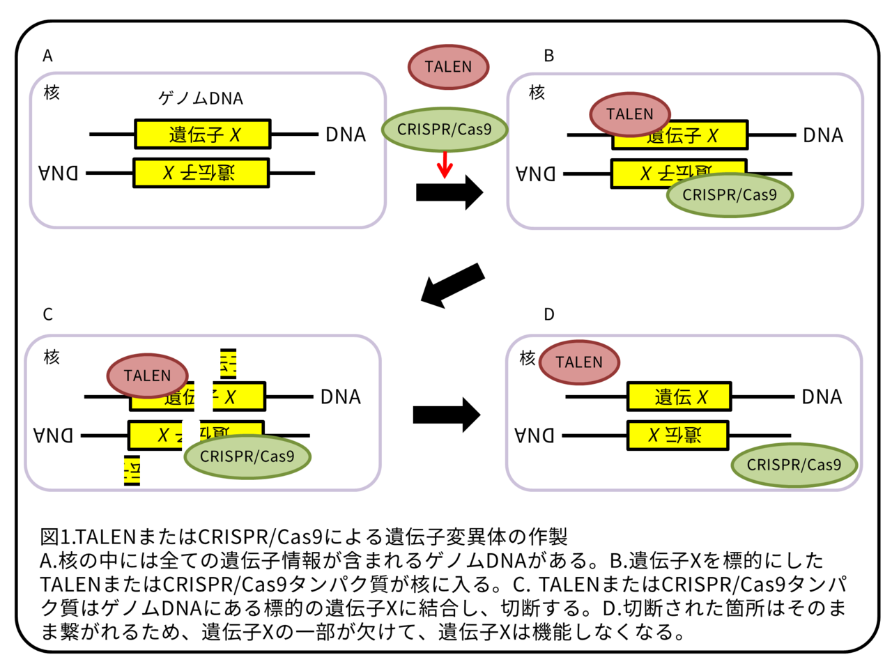 メダカの生殖細胞 秘めた能力 論文紹介 かわいせーざん 基礎研究っておもしろい 生物編 Note