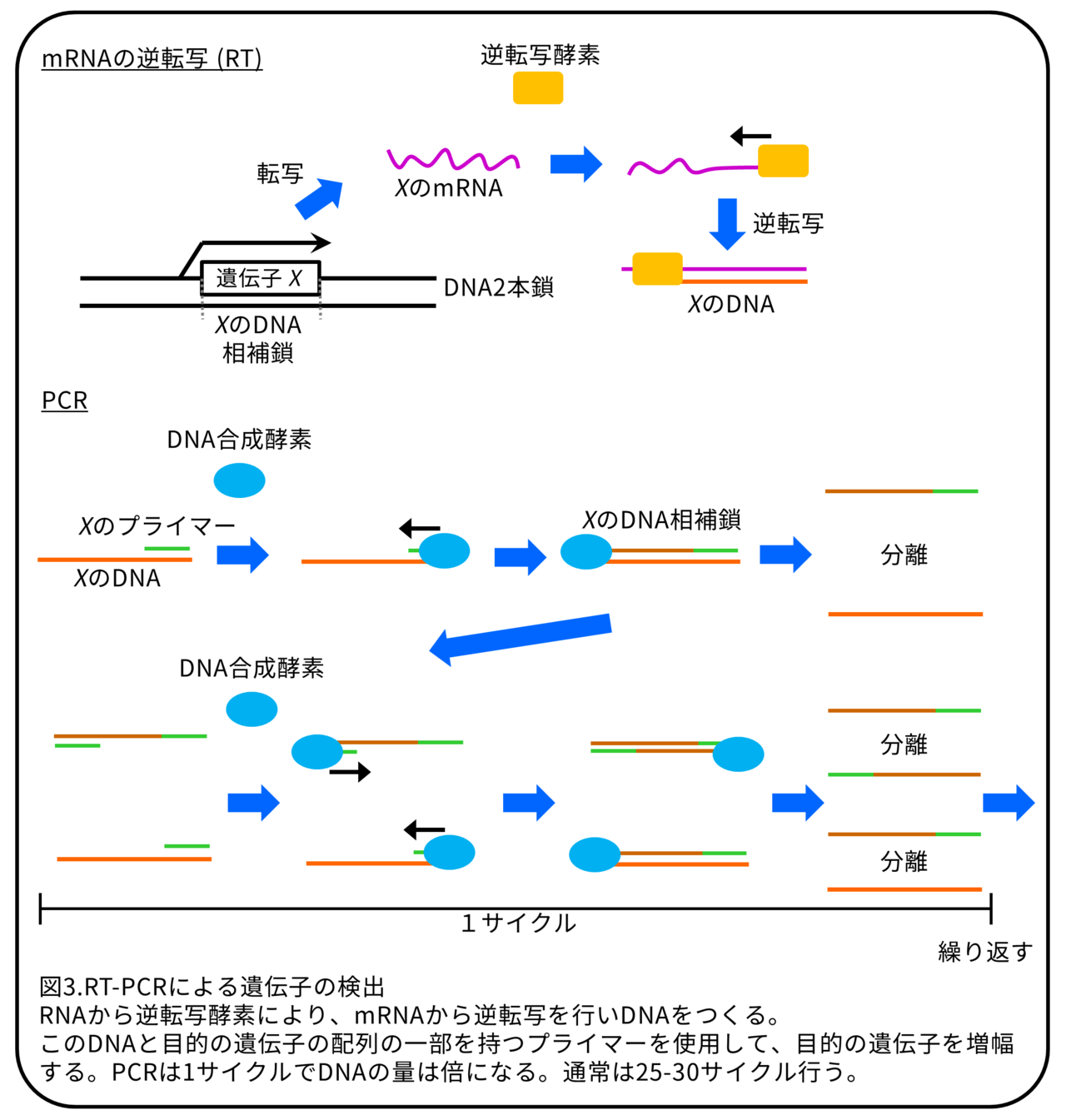 メダカの生殖細胞 秘めた能力 論文紹介 かわいせーざん 基礎研究っておもしろい 生物編 Note