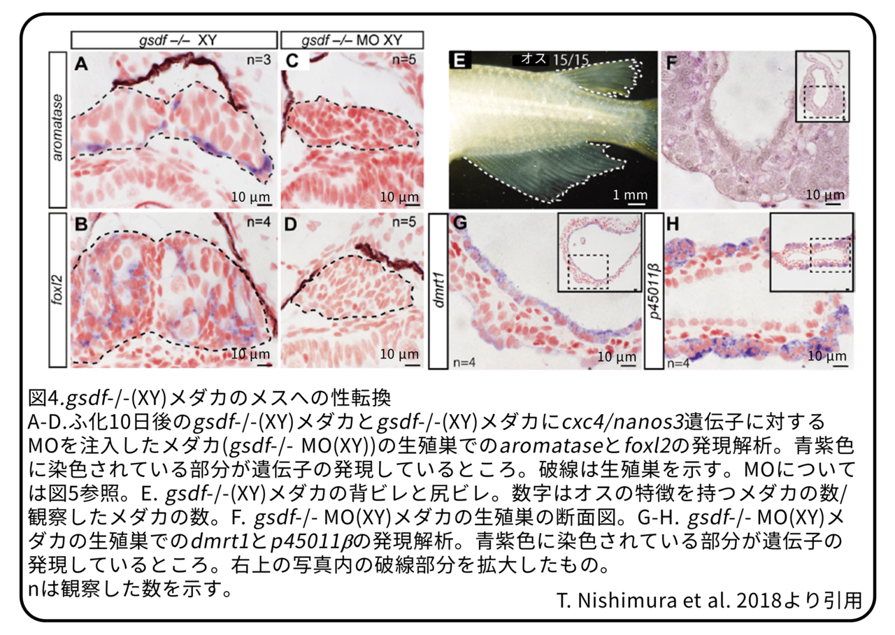メダカが性転換するって、本当? | メダカ ...