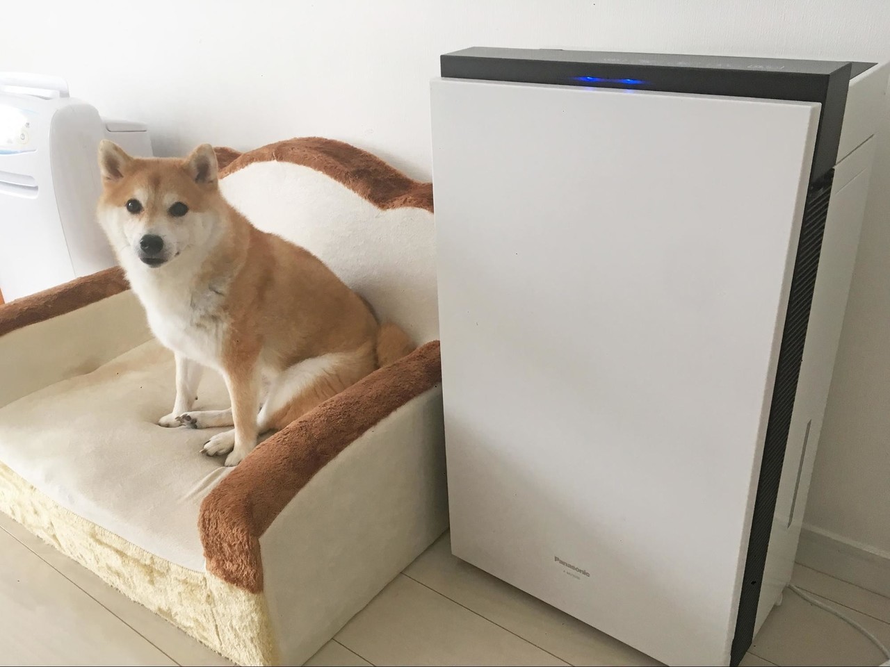 海外からも愛されるインスタグラマー 柴犬だいふく その暮らしとは いい部屋ペット いい部屋ネット 公式 Note 海外からも愛されるインスタグラマー 柴犬だいふく その暮らしとは いい部屋ペット いい部屋ネット 公式 Note