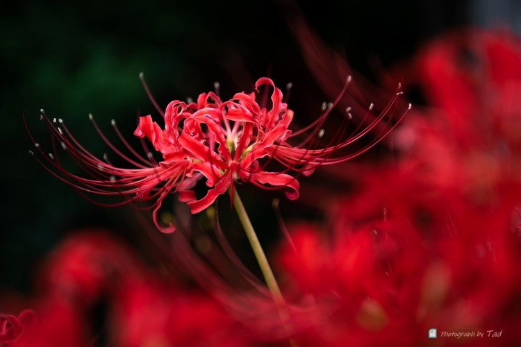 真っ赤に燃えるような彼岸花 真っ赤に燃えるような彼岸花