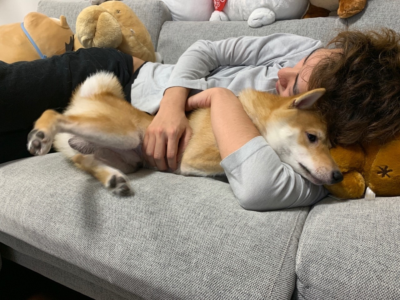 100 Epic Best豆柴 かわいい 画像 無料イラスト集