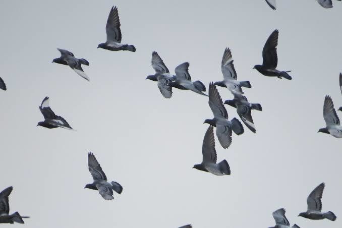 第610回 野鳥の飛行の考え方 翆野 大地 Note