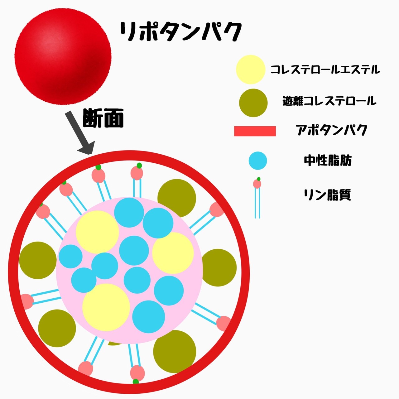 アポ タンパク質