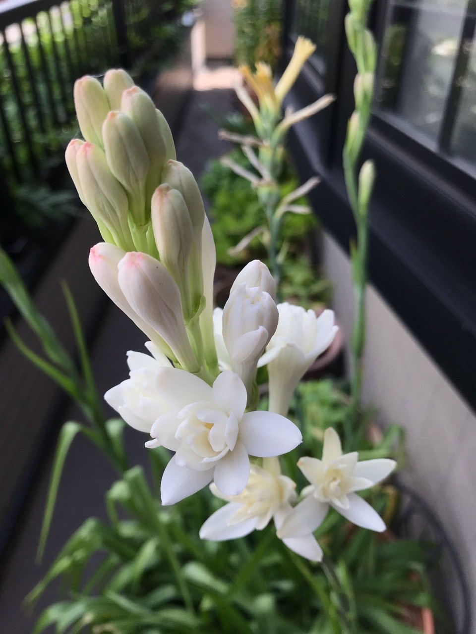 75 月下香 花 美しい花の画像