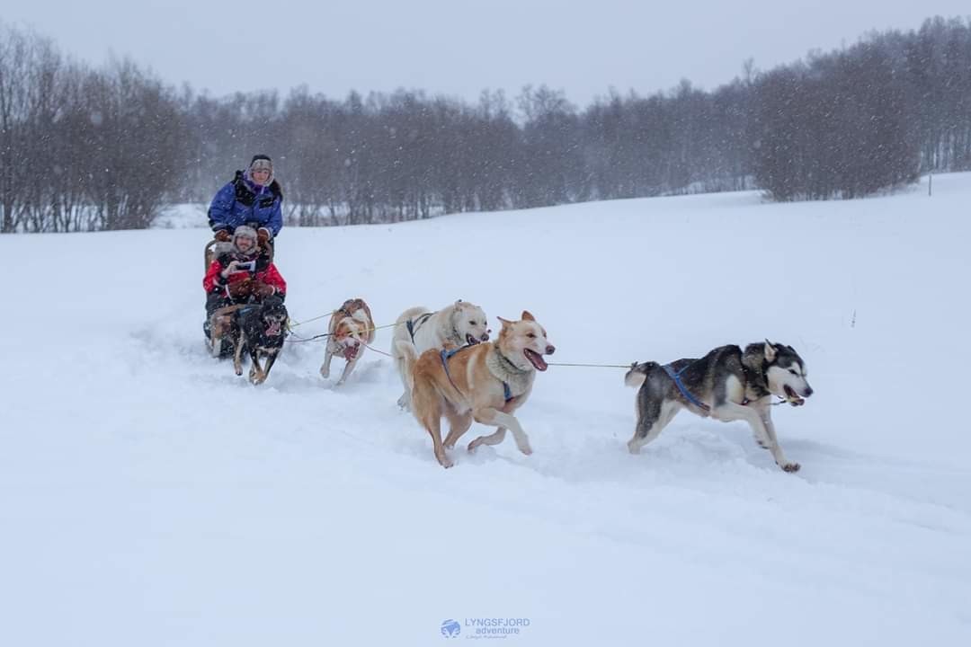 犬ぞり解説書 下 Walkingthenorth Note