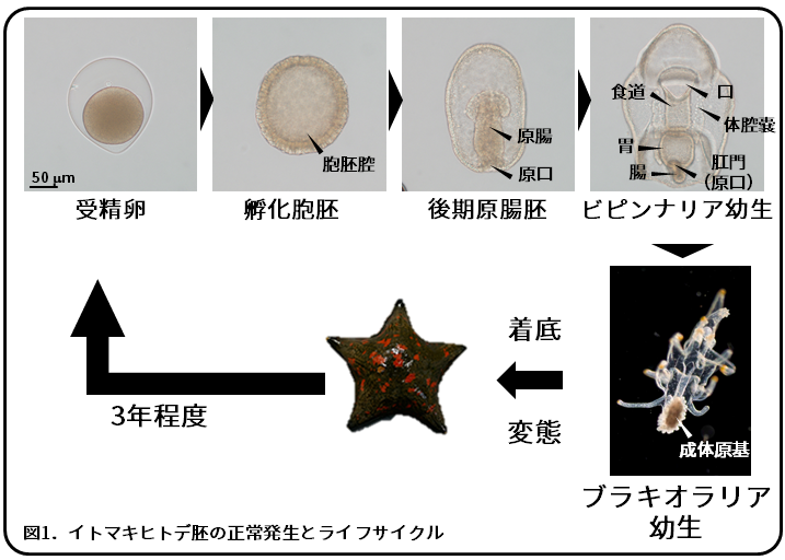 ヒトデの再構築 バラバラからの復活 論文紹介 簡易版 かわいせーざん 基礎研究っておもしろい 生物編 Note