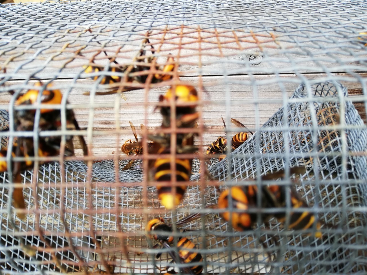 日本ミツバチ巣箱一式セット。スムシ対策金網付き(特別)