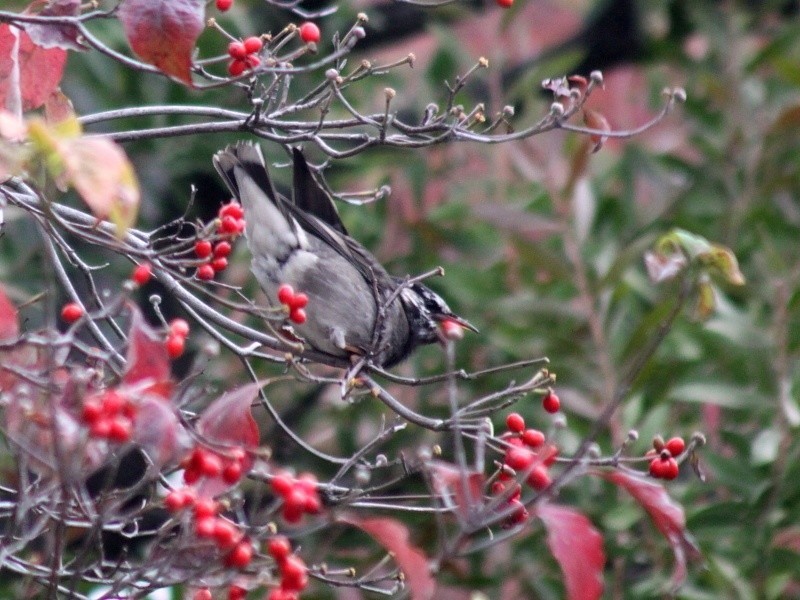 第639回 野鳥の立寄り食堂 山野 は行 編 翆野 大地 Note