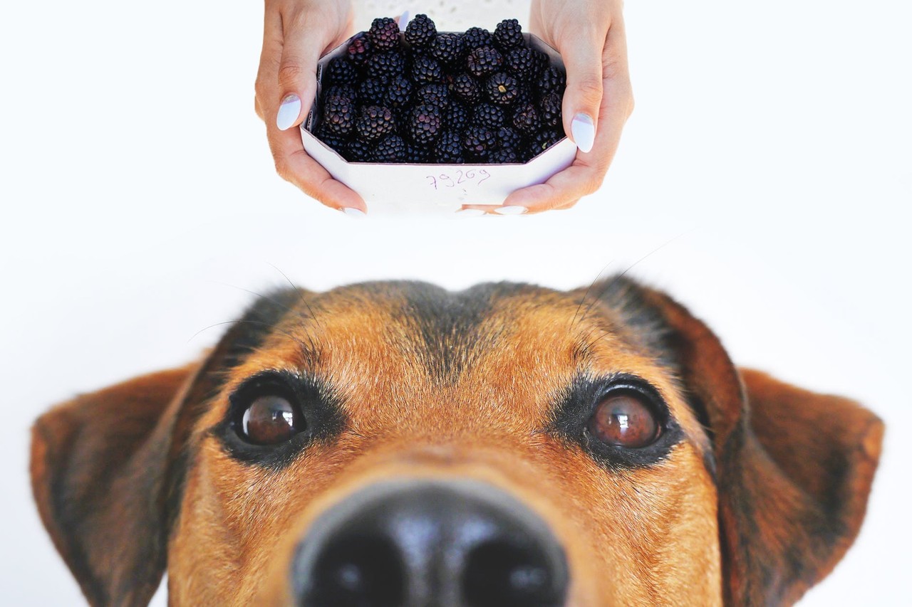 Can Dogs eat Blackberries?｜Petworld｜note