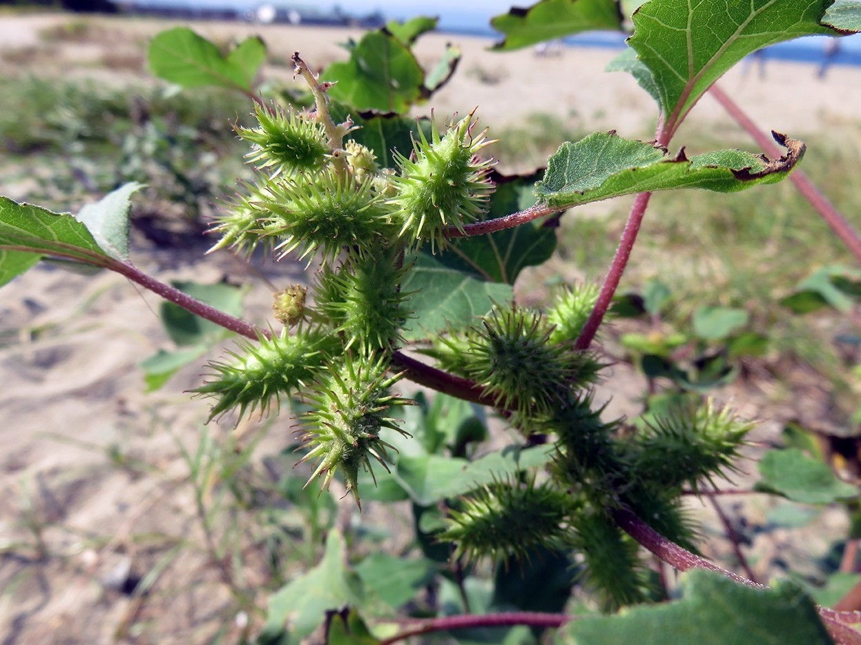 秋の草むらには ドロボウ が潜んでいる スー Note