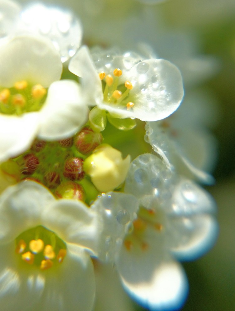 すべての花の画像 無料ダウンロード薺 花言葉