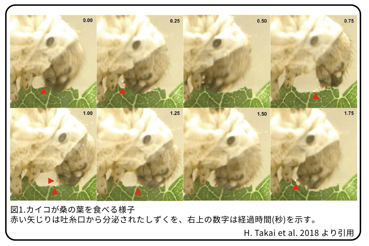 カイコの吐く酵素 身を守るシルクの覆い 論文紹介 かわいせーざん 基礎研究っておもしろい 生物編 Note