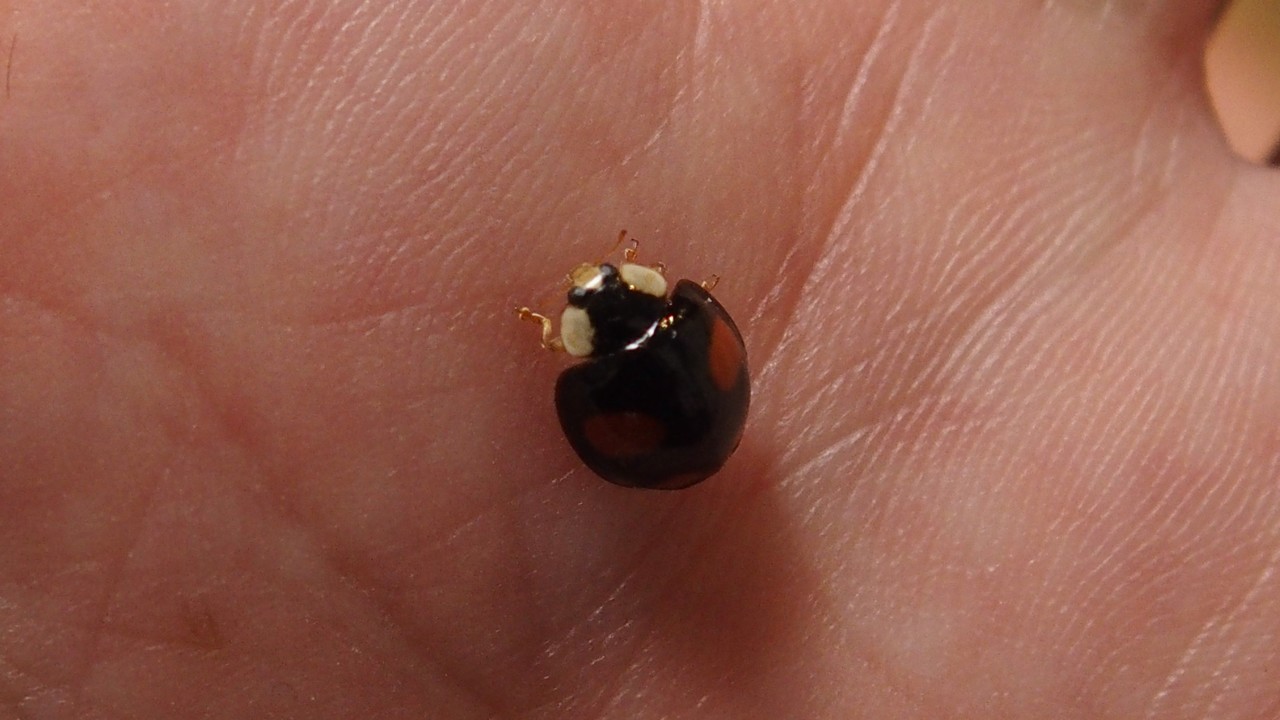 観葉植物 虫 黒い 小さい 飛ぶ 観葉植物 虫 黒い 小さい 飛ぶ