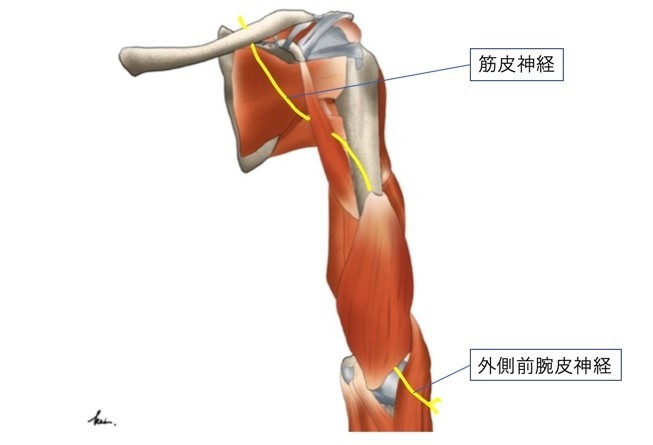 烏口腕筋と筋皮神経の関係性 たくみロドリゲス 運動器理学療法士 Note