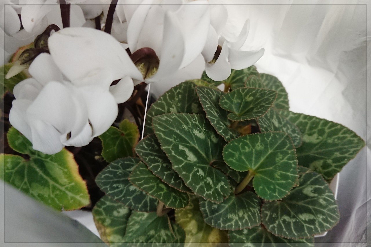 驚くばかりシクラメン 葉っぱ 白い すべての美しい花の画像 驚くばかりシクラメン 葉っぱ 白い すべての美しい花の画像
