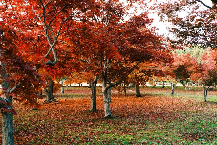 それにしても眠い…。