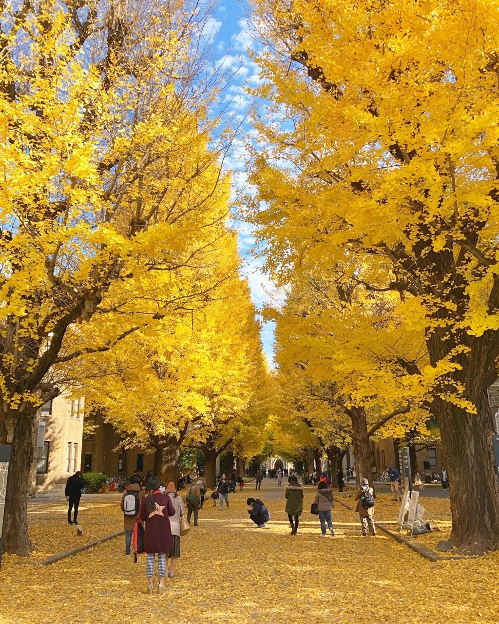 紅葉 東京大学ー上野公園 だいふく Hsp Ibs Note