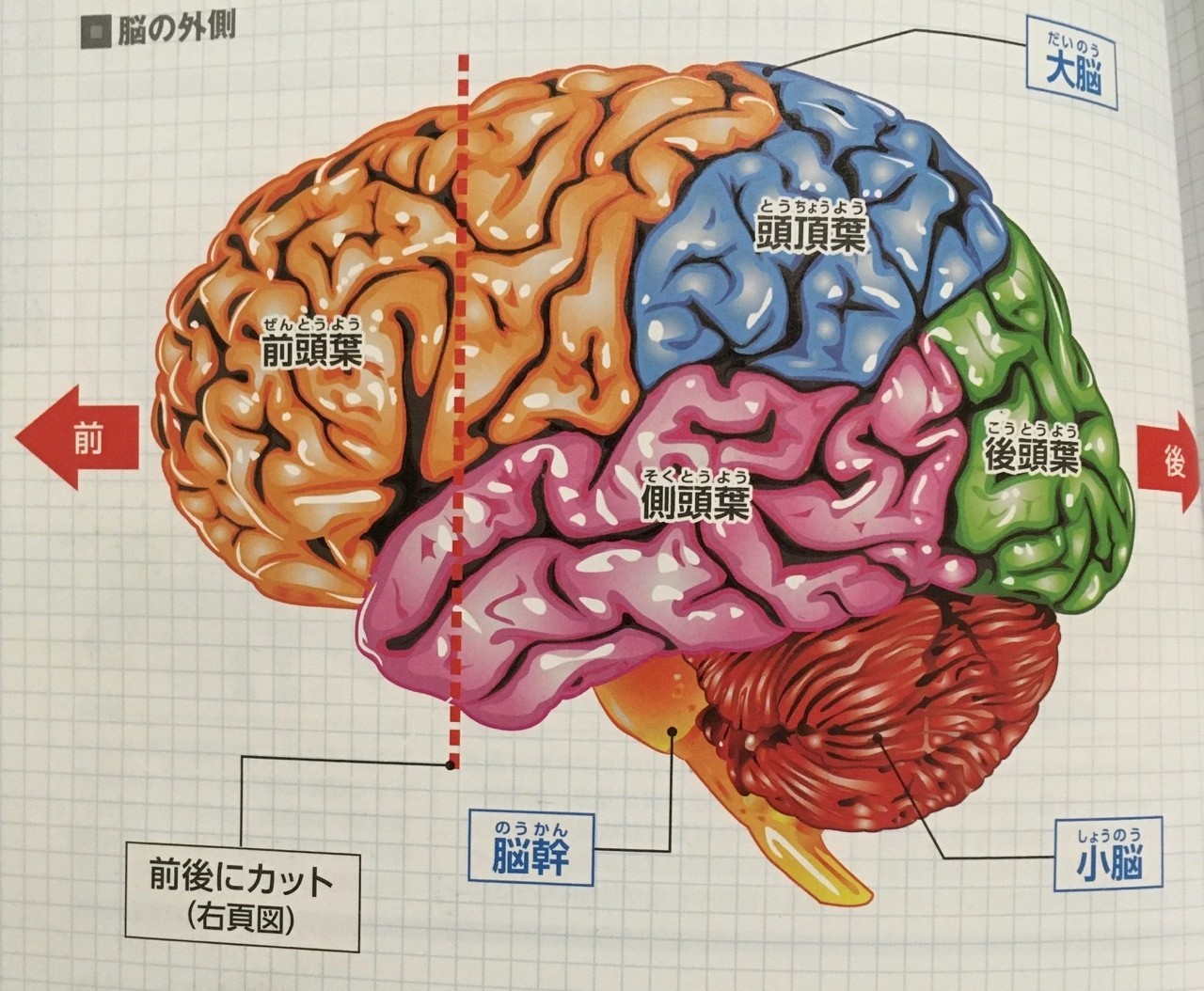 脳の機能解剖｜“心と身体のcompass”