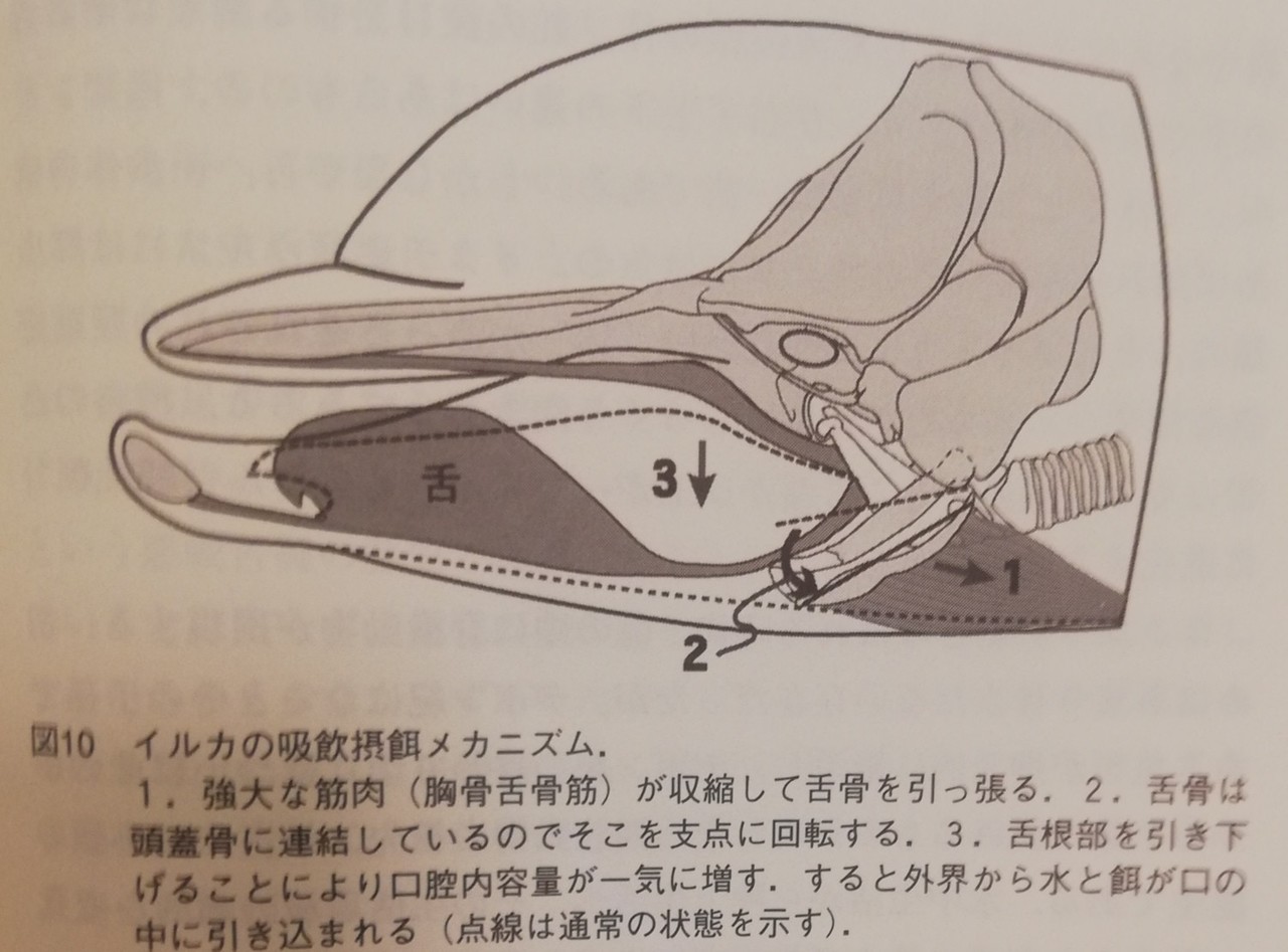 イルカ クジラ学まとめ3 Mr Sayonara Note