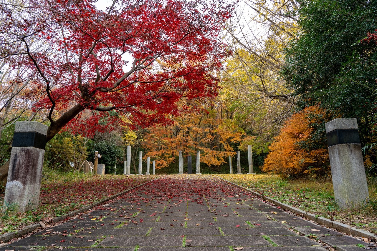 生田緑地の紅葉 まさやん Note