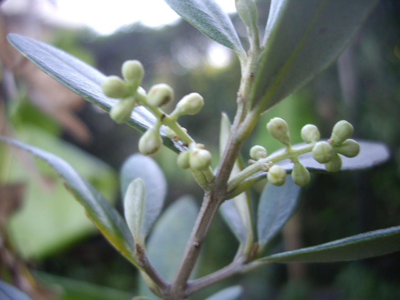 週末投稿 つれづれ有用植物 11 モクセイ科 オリーブ属 Pingubanana Note