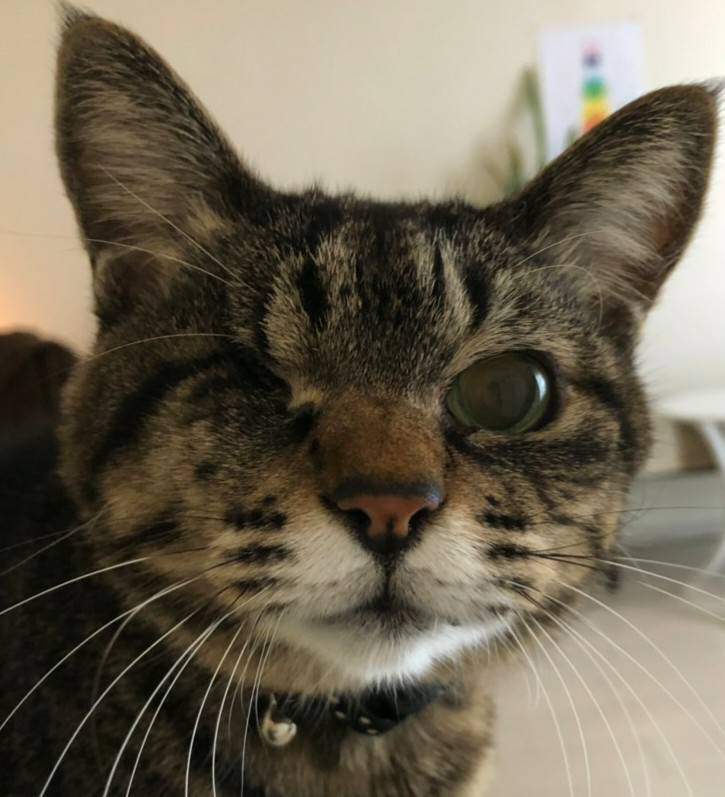 猫好きはメンヘラ みさと Note