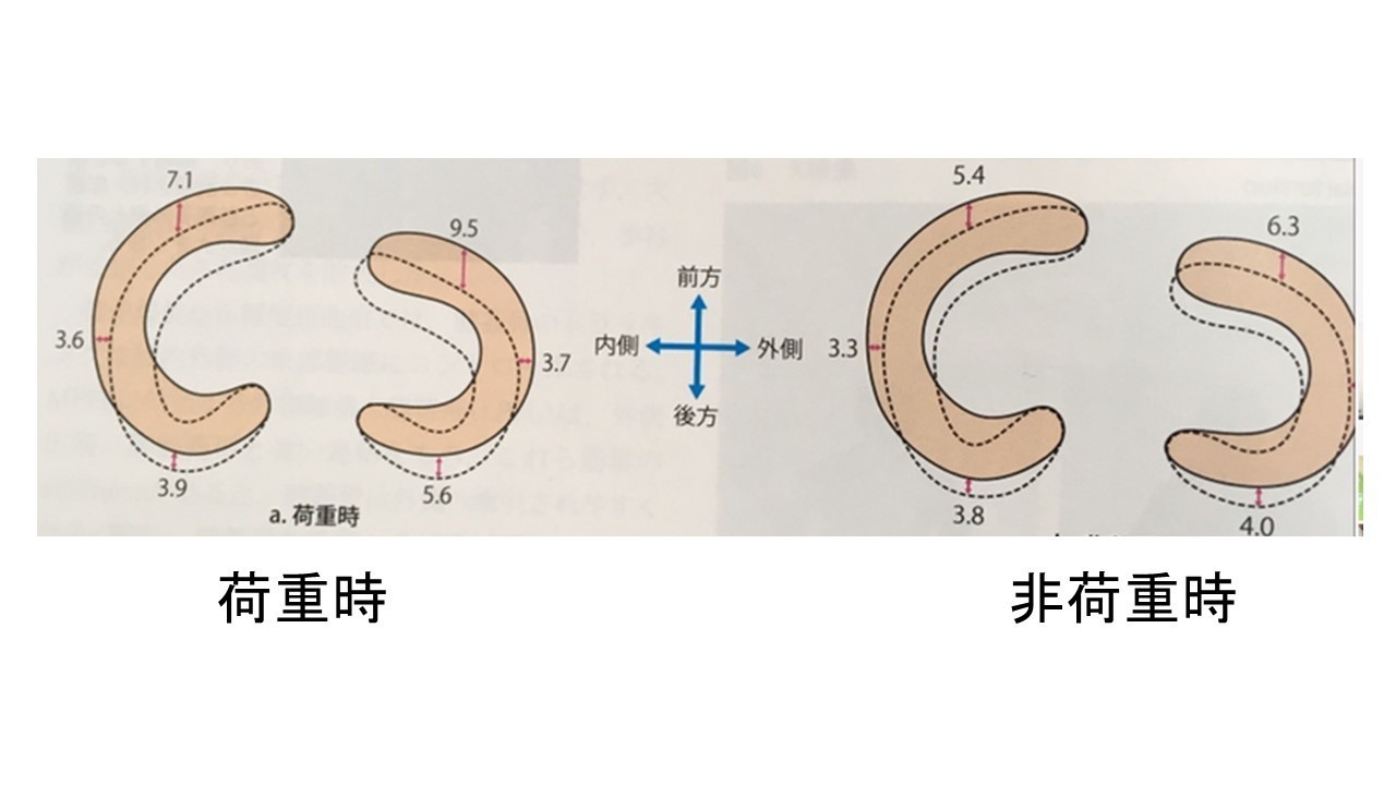 学生 新人の方必見 半月板の構造と機能について解説 おっしー 理学療法士note Note