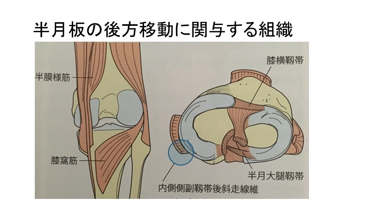 学生 新人の方必見 半月板の構造と機能について解説 おっしー 理学療法士note Note