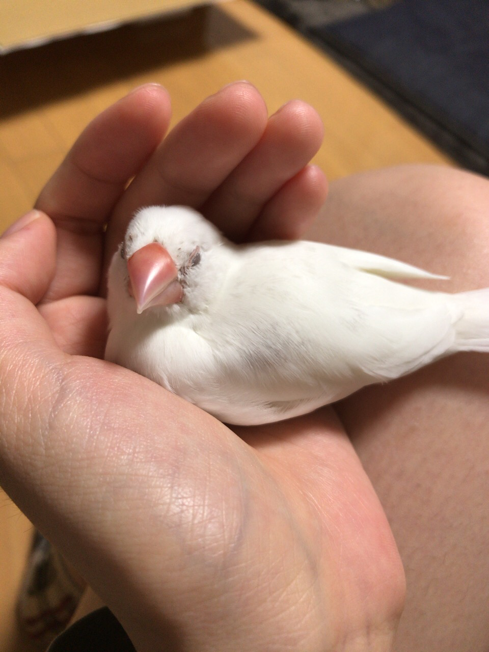 文鳥 くちばし 白い傷 文鳥 くちばし 白い傷