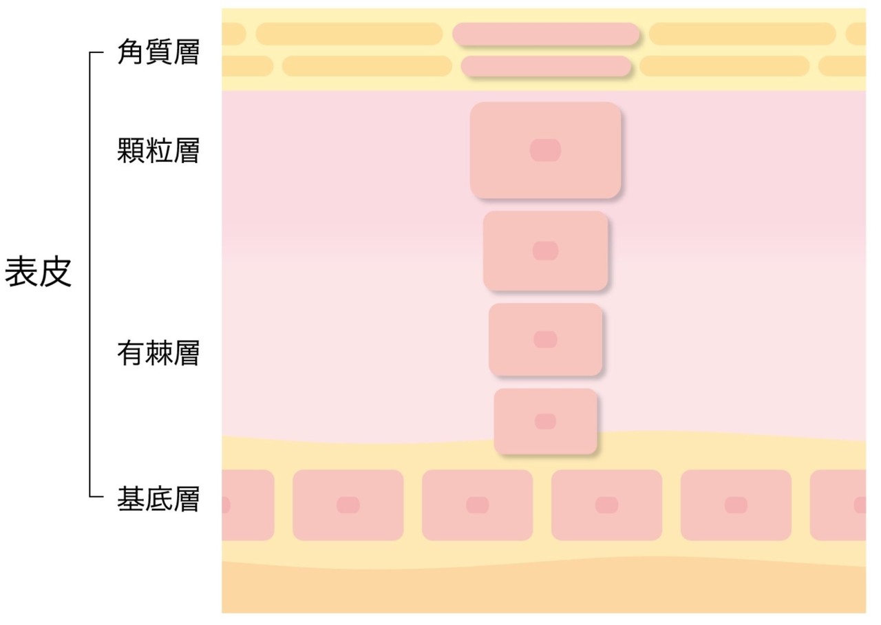 002 血豆ができたので考察します あかりんごの放牧観察 Note