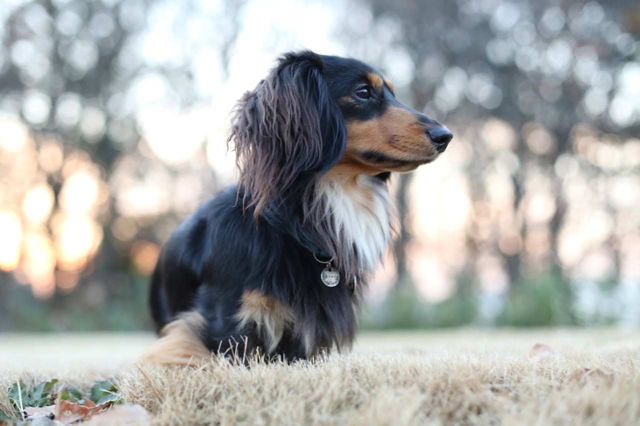 運命の犬 高野 縁 たかのゆかり Note