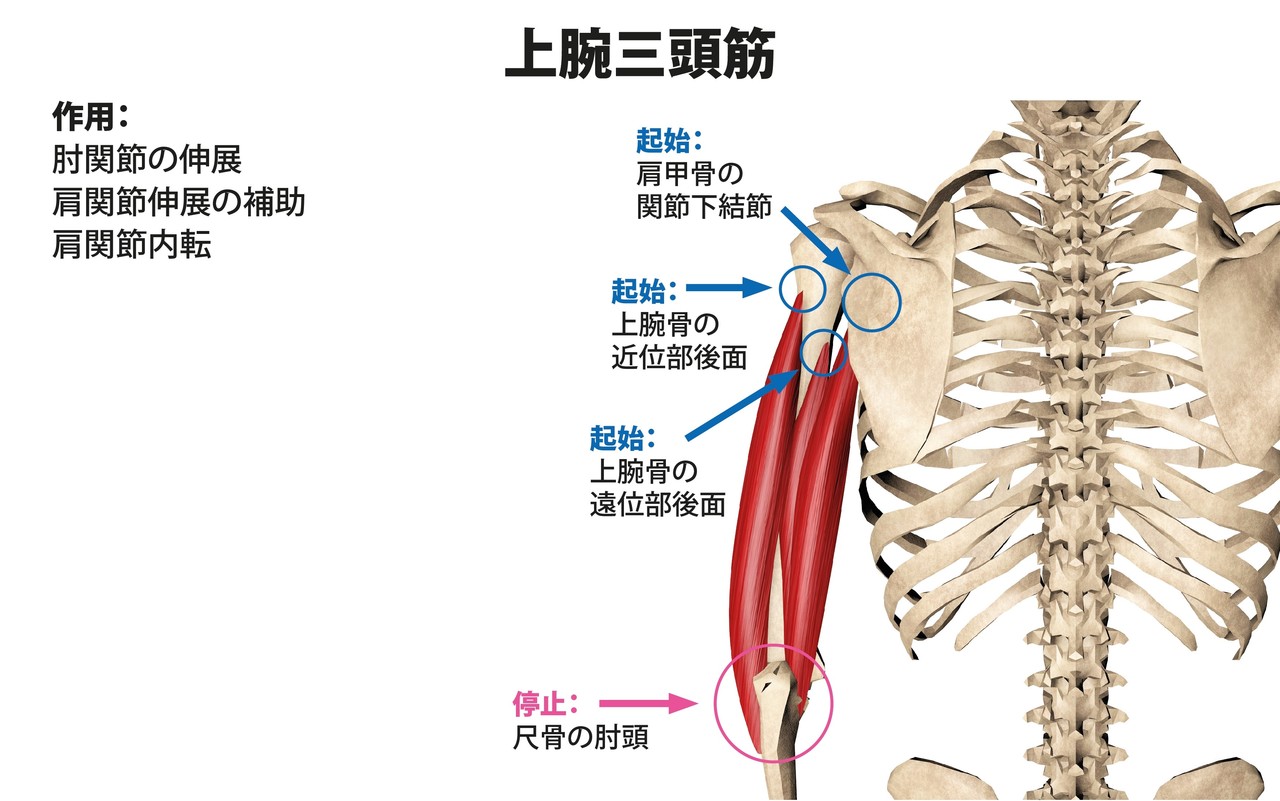 なぜ二の腕はたるんでしまうのか 原因と解決策 Hide トレーナー ジム経営 講師 Note