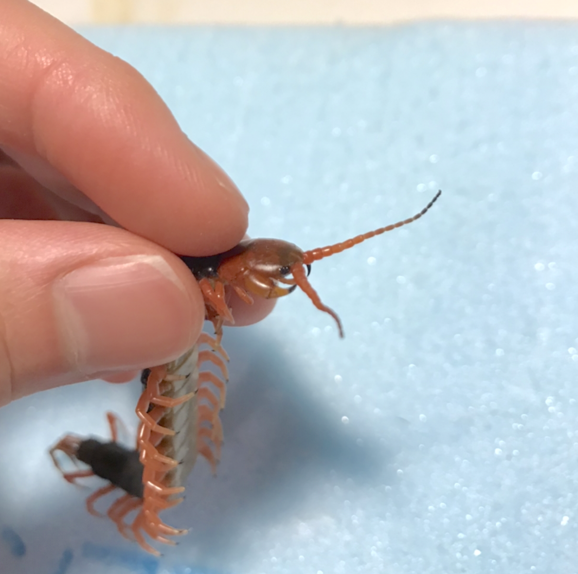 ムカデの標本を作ろう|ユウキモドキ|note