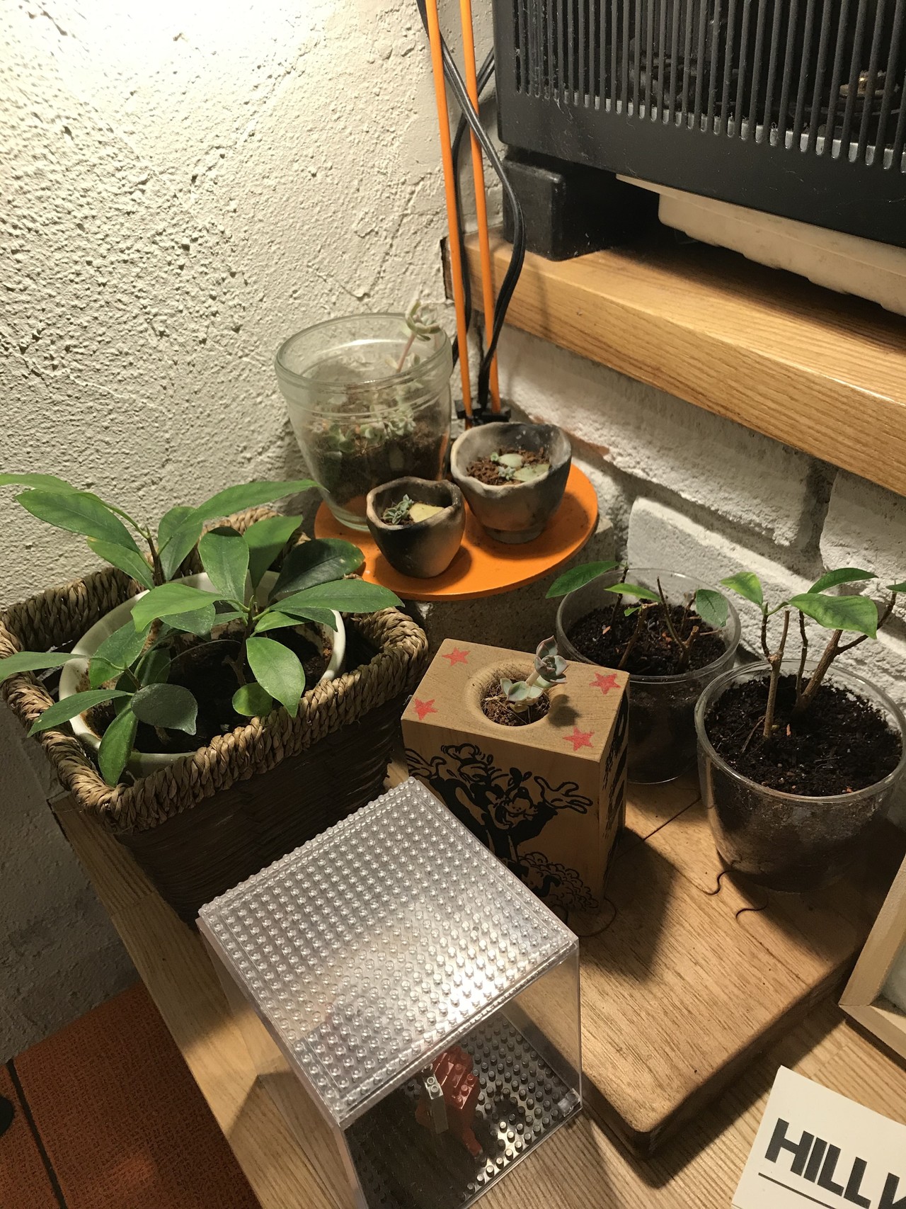 すべての美しい花の画像 最新ガジュマル 元気 が ない