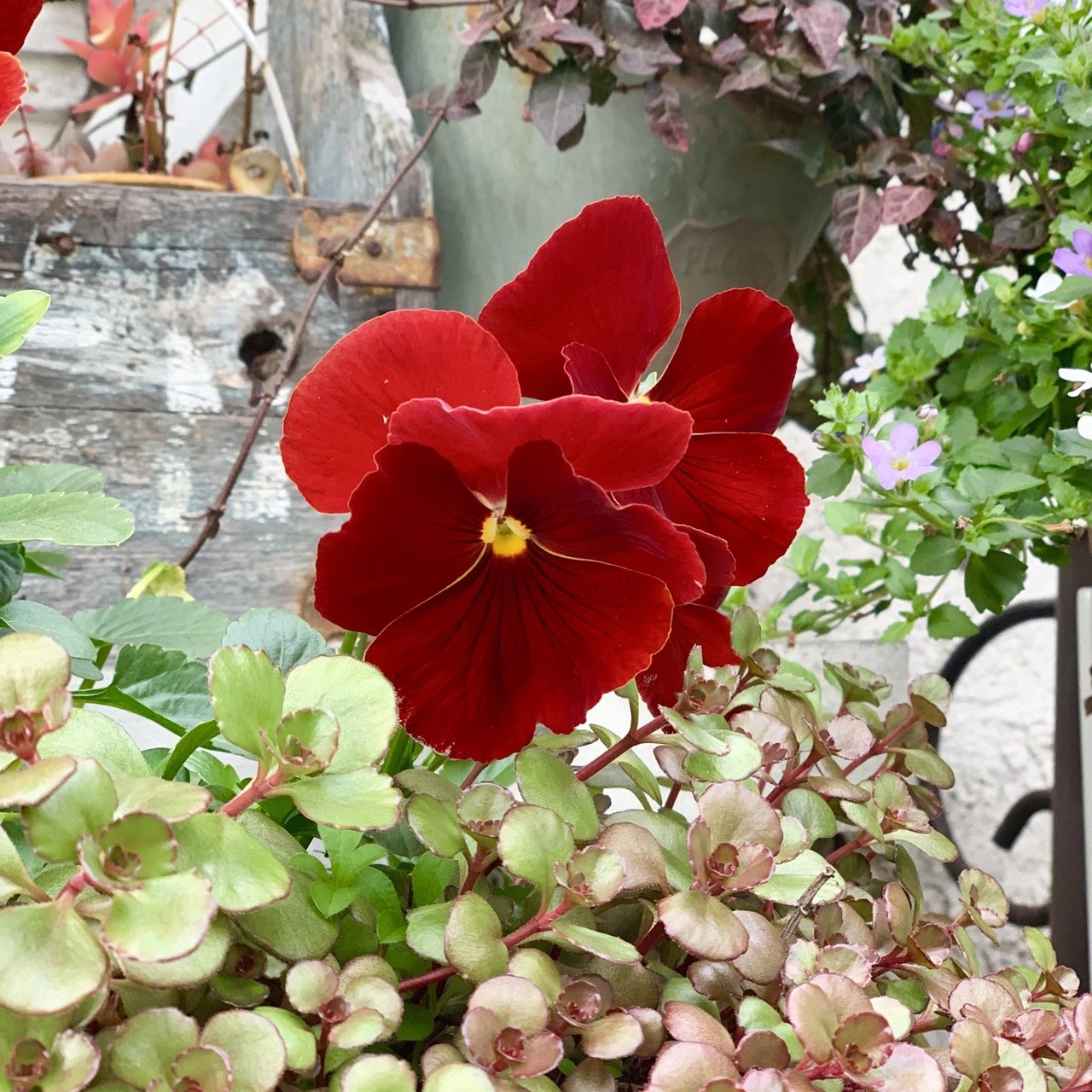 美しい花の画像 最高思い出 花 言葉