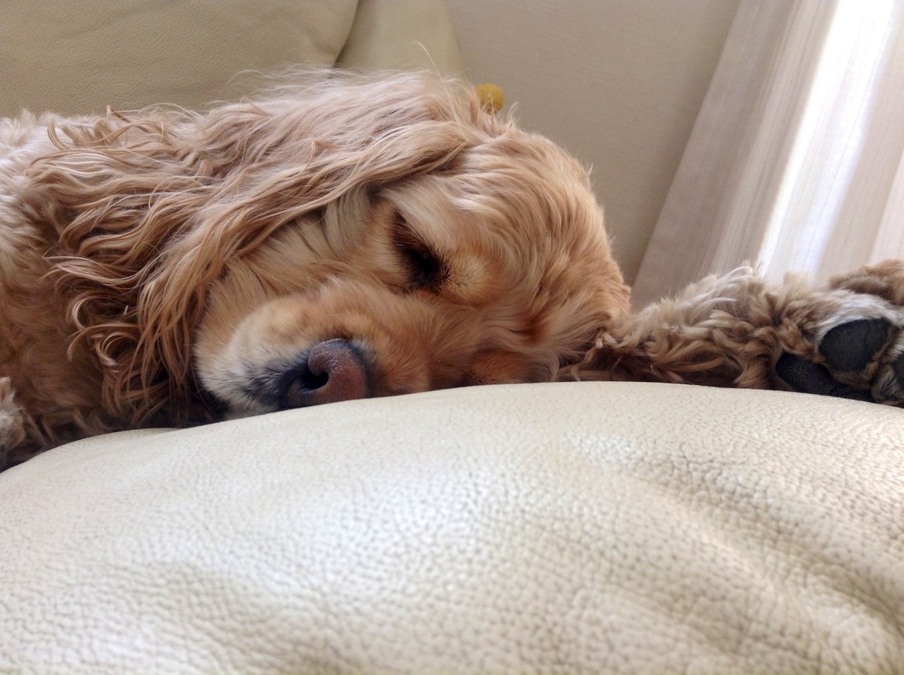 Resultado de imagen para 犬 Cocker 眠っている