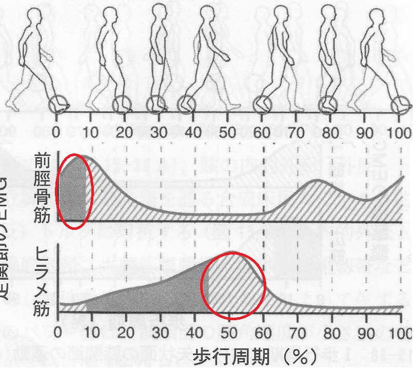 理学療法士 国家試験40-47｜PT51108005