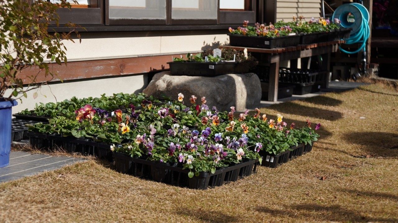 パンジーとビオラの育苗 ビオラを地植えしたよ ゆかこ Note