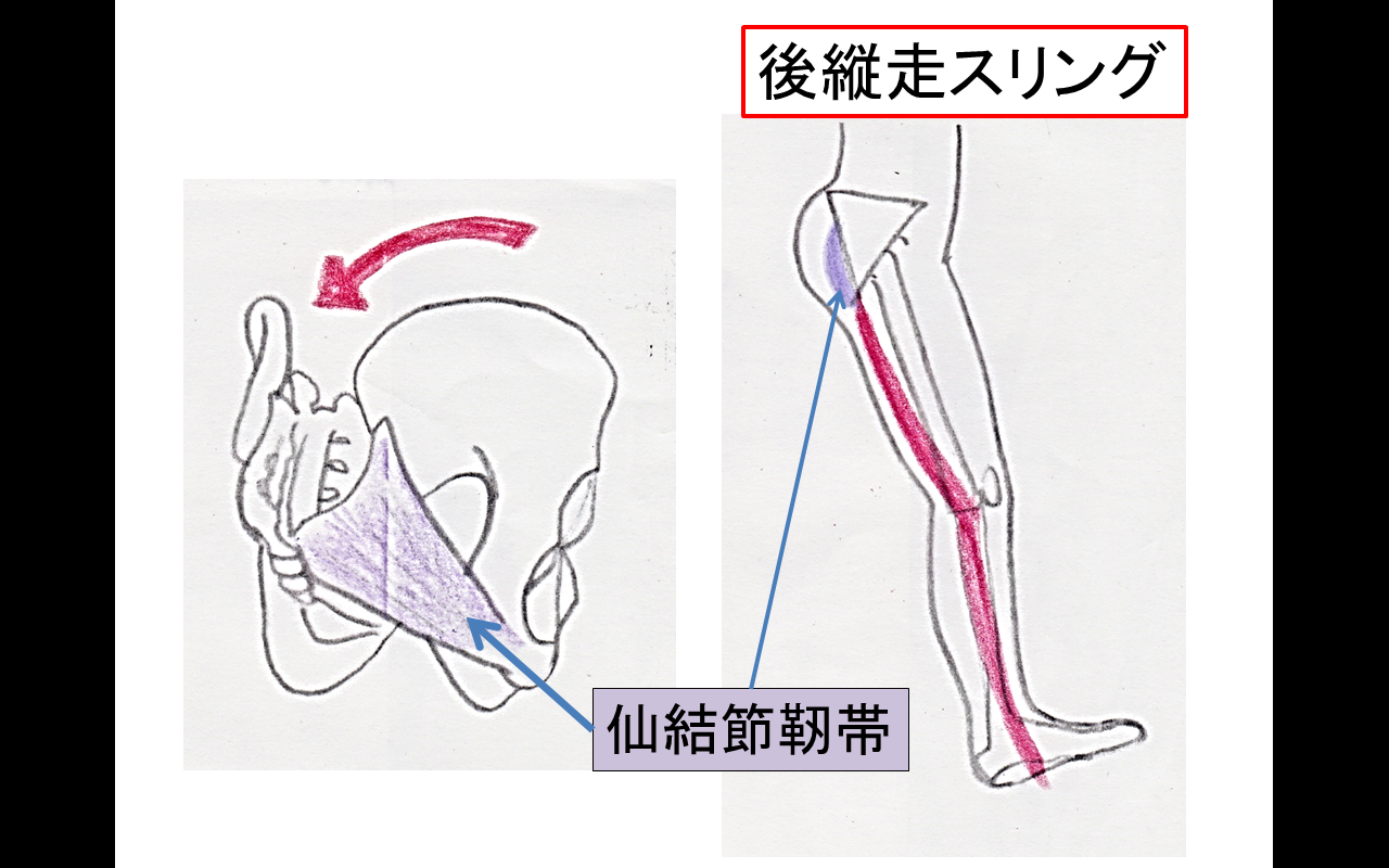 骨盤帯の安定化機構と評価①｜Lee｜note