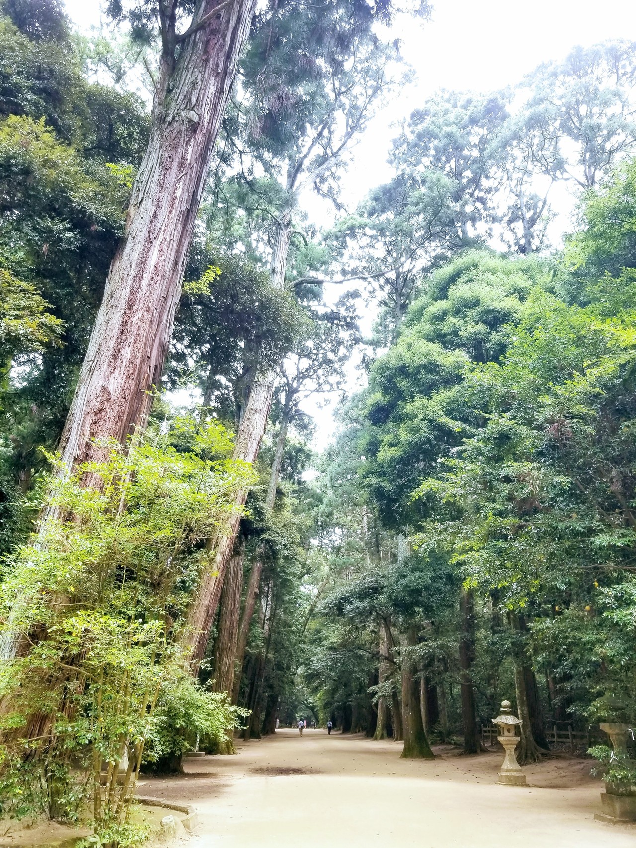 樹叢ってなあに?|神様とつながる⛩ご神木&ご神水専門家 香坂琉月|note