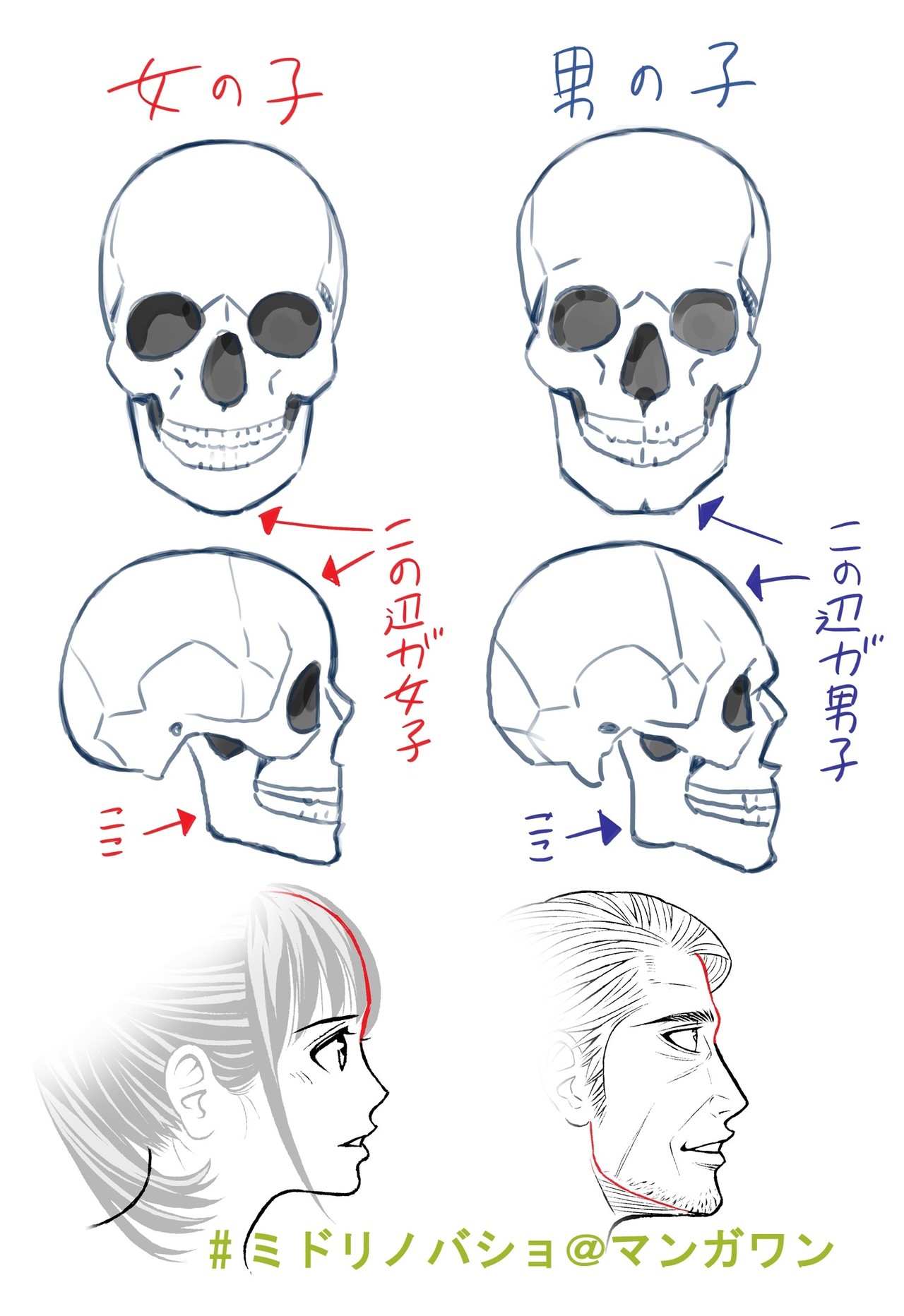 コレクション 骸骨 イラスト 描き 方